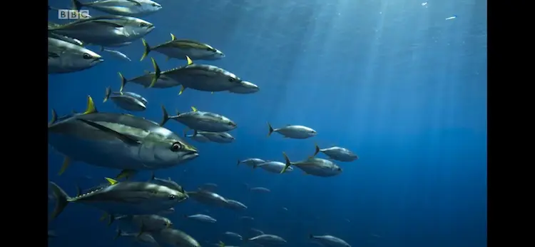 Yellowfin tuna (Thunnus albacares) as shown in Blue Planet II - Coasts